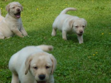 Gut ausgebildete Labrador Welpen zur Wie