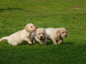 Gut ausgebildete Labrador Welpen zur Wie