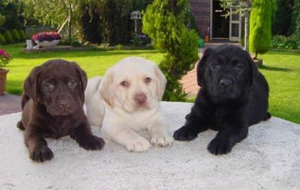 Labrador Welpen zur Verf?gung