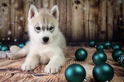 Qualit?t Siberian Husky Welpen WhatsApp