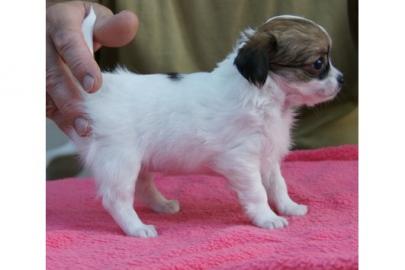 Wunderschne MINI MINI Chihuahua Welpen