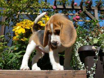 Weihnachten Beagle Welpen mit Papiere su