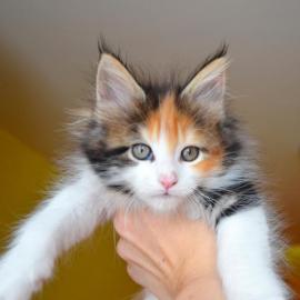 Maine Coon Kitten mit Papiere!