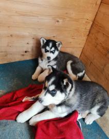 Gro?e Siberian Husky-Welpen