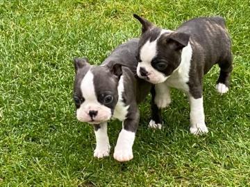 Erh?ltlich Boston Terrier Welpen mit pap