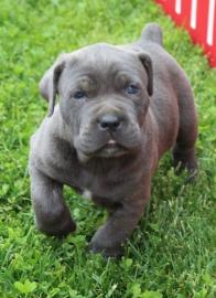 Cane-Corso-Welpen von h?chster Qualit?t