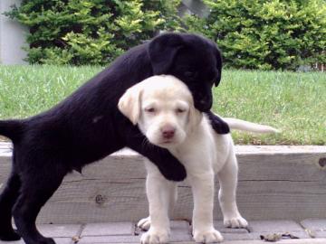 Weihnachten Labrador Babys mit Papieren