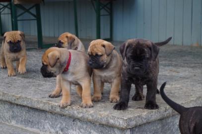 Bullmastiff Welpen mit Ahnentafel whatsa