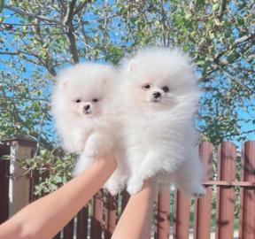 Mini Boo Pomeranian Zwergspitz Welpen