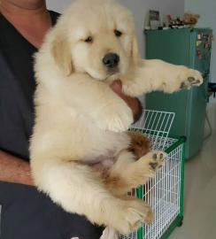 Wunderschne Golden Retriever-Welpen