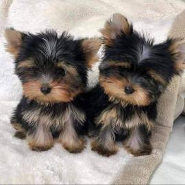 Miniatur Reinrassige Yorkshire Terrier W