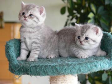 Ses BKH black-silver-classic Kittens. W