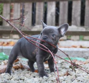 Franzsische Bulldogge Welpen