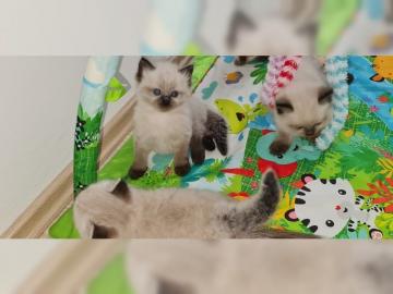 Purebred Ragdoll kittens in Seal and Blu