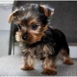 S?sse Mini Yorkshire Terrier Welpen