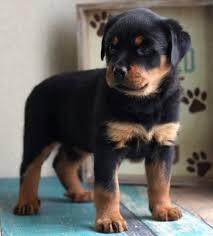 Rottweilerwelpe sucht neues Zuhause