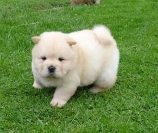 Chow-Chow-Welpen