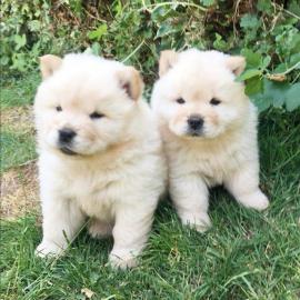 Chow-Chow-Welpen