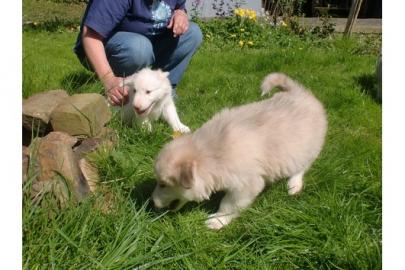 reinrassige Alaskan Malamute Welpen