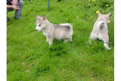 reinrassige Alaskan Malamute Welpen