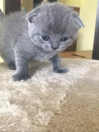 Zwei Scoltish fold Kitten Sisters