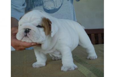 Englisch Bulldog Welpen mit FCI Stammbau