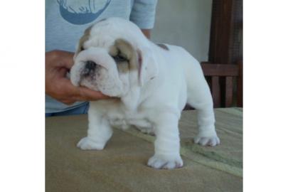 Englisch Bulldog Welpen mit FCI Stammbau