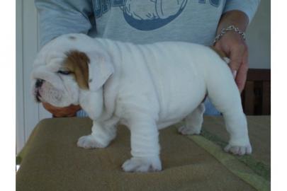 Englisch Bulldog Welpen mit FCI Stammbau