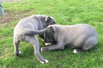 Top XXL American Bully Hndinnen und Rd