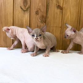 Canadian Sphynx Babys