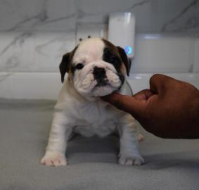 Englisch Bulldogge Welpen zur Verf?gun