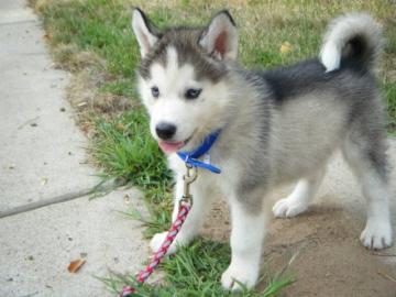 Siberien Husky Whatsapp +4915214389093