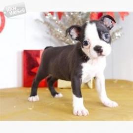 Zuckers??en boston terrier Welpen