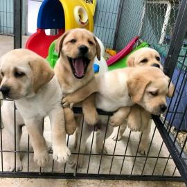 Entzckende Labrador Welpen zu verkaufen