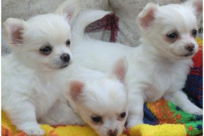 3 KH 3 LH Chihuahua Welpen(VDH/FCI )!!. 