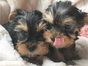 Yorkie Yorkshire Terrier Welpen whatsapp