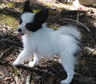 Beautiful Papillon puppies