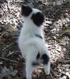 Beautiful Papillon puppies