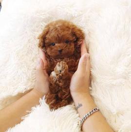 adorable mini poodles