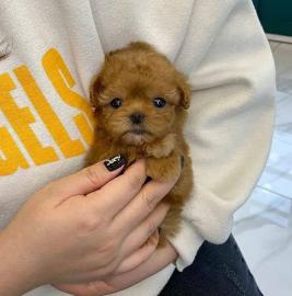 adorable mini poodles