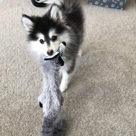 Liebevolles Pomsky Welpen mit Papieren w