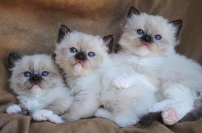 Reinrassige Ragdoll Katzen Babies mit Pa