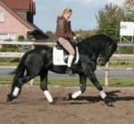 schne lackschwarze Quarter Horse