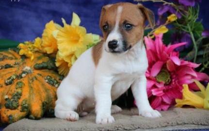 Liebevolles Jack-Russell-Terrier mit Pap