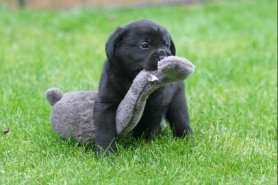 Weihnachten Labrador Babys mit Papieren