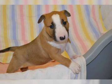 Miniature Bullterrier Welpen