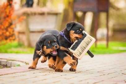 Gesund Kr?ftige Rottweiler Welpen abzuge