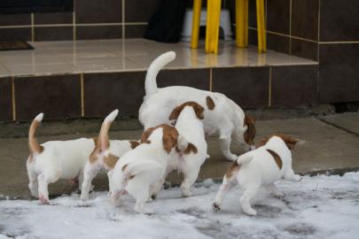 Reinrassige Jack Russell Terrier Welpen