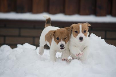 Reinrassige Jack Russell Terrier Welpen