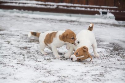 Reinrassige Jack Russell Terrier Welpen